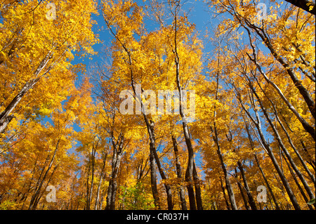 Bäume im Wald, Zucker-Ahorn (Acer Saccharum), Baum-Stämme, gelbes Herbstlaub, Indian Summer, Mount Van Hoevenberg Stockfoto