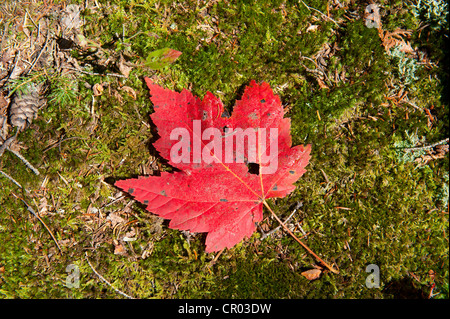 Indian Summer, Herbstlaub, rot-Ahorn (Acer Rubrum) Blatt auf den Boden, Adirondacks, Adirondack Mountains, in der Nähe von Lake Placid Stockfoto