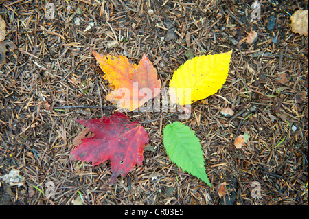 Indian Summer, Laub im Herbst, vier bunte Blätter auf den Boden, Orange, gelb, grün und rot, Crawford Notch Stockfoto