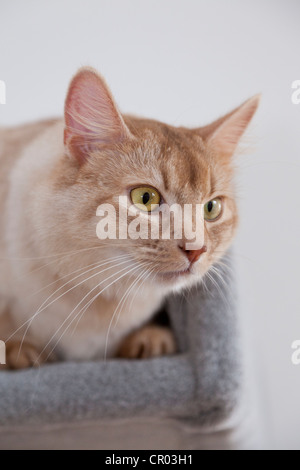 Somali Kater, Sorrel-Silber, Porträt, schauen neugierig nach unten von einem Kratzbaum Stockfoto