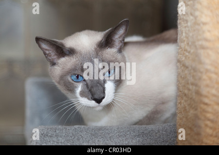 Schneeschuh-Kater, Blue Point-White, sitzt auf einem Kratzbaum Stockfoto