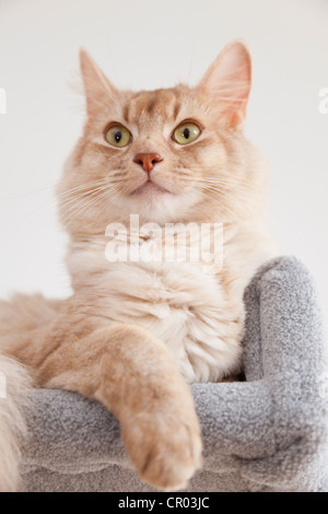 Somali Kater, Sorrel-Silber, Porträt, sitzt auf einem Kratzbaum Stockfoto