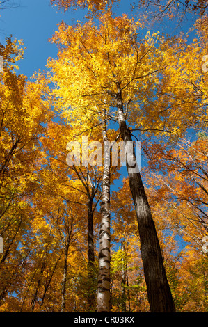 Bäume in einem Wald, Zucker-Ahorn (Acer Saccharum), gelbes Laub im Herbst, Indian Summer, Mount Van Hoevenberg, Lake Placid Stockfoto