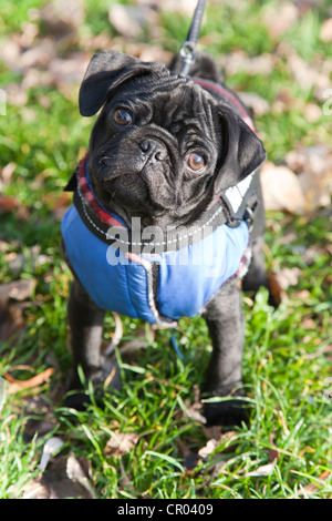 Schwarze Mops Welpen mit einer Jacke, Porträt Stockfoto