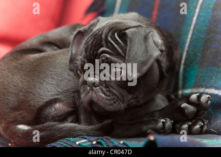 Schwarze Mops Welpen liegend auf einer Decke Stockfoto