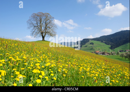 Linde (Tilia), einsamer Baum auf einer Moräne mit blühenden Löwenzahn an Front, Hirzel, Schweiz, Europa Stockfoto