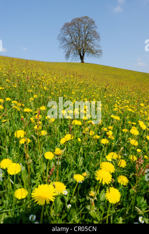 Linde (Tilia), einsamer Baum auf einem Hügel mit blühenden Löwenzahn an Front, Hirzel, Schweiz, Europa Stockfoto