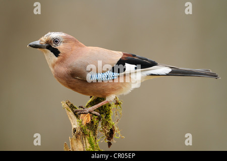 Jay (Garrulus Glandarius) Stockfoto