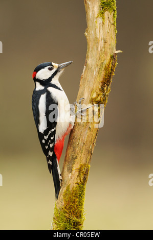 Buntspecht (Dendrocopos großen), Nahrungssuche auf Baum Stockfoto