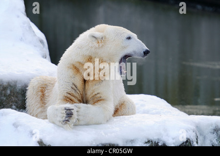 Eisbär (Ursus Maritimus), Knut, Berlin Zoo, Deutschland, Europa Stockfoto