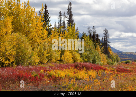 Indian Summer, Herbst Haines Straße, in Richtung Haines Pass, Alaska, verlässt in Herbstfarben, Kluane Nationalpark und Reserve Stockfoto