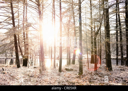 Sonne im verschneiten Wald Stockfoto