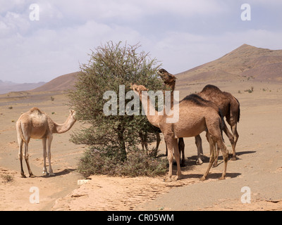 Drei Dromedare oder arabischen Kamele (Camelus Dromedarius), Weiden in der Steinwüste der Draa-Tal in der Nähe von Agdz, Marokko Stockfoto