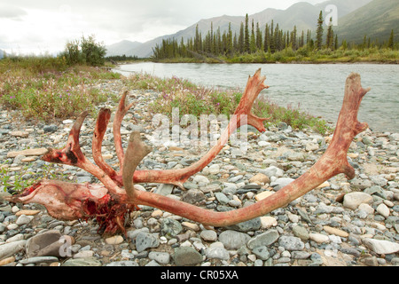 Website, blutige Schädel und Geweih eines männlichen, Bull Caribou, Rentier (Rangifer Tarandus), getötet und gegessen durch Wölfe zu töten Stockfoto