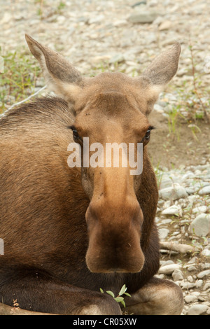 Alte oder kranke Kuh, weibliche Elche, Elche (Alces Alces), auf dem Ufer von Wind River, Peel Watershed, Yukon-Territorium zu sterben Stockfoto