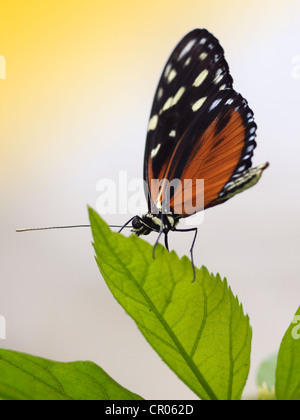 Tiger Longwing Schmetterling (Heliconius Aigeus Suleika) Stockfoto