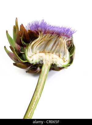 Halbierte Blume einer Karde oder Distel Artischocke (Cynara Cardunculus, Cynara Scolymus) Stockfoto