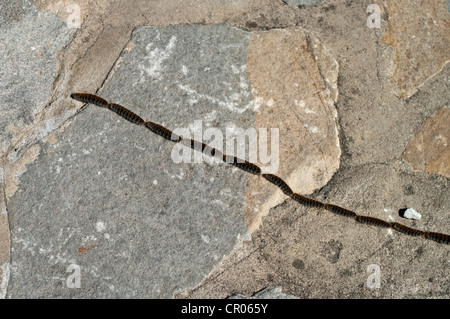 Linie der Kiefer Pinienprozessionsspinner Raupen in Spanien Stockfoto