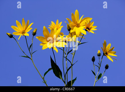 Topinambur (Helianthus Tuberosus), Blumen Stockfoto
