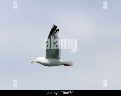 Amerikanische Silbermöwe oder Smithsonian Gull (Larus Smithsonianus, Larus Argentatus), fliegen, Atlin Lake, British Columbia, Kanada Stockfoto