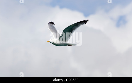 Amerikanische Silbermöwe oder Smithsonian Gull (Larus Smithsonianus, Larus Argentatus), fliegen, Atlin Lake, British Columbia, Kanada Stockfoto