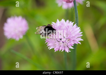 Rotschwanz-Hummel, Bombus Lapidarius, auf einer Schnittlauch-Blume in Lincolnshire, England, UK Stockfoto