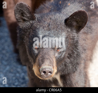 Schwarzer Bär (Ursus Americanus), Jungtier, Yukon Territorium, Kanada Stockfoto