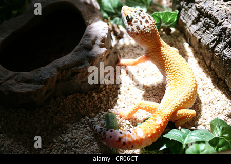 Leopard Gecko (Eublepharis Macularius) Brot und fotografierte in Gefangenschaft in Lincolnshire, England, UK Stockfoto