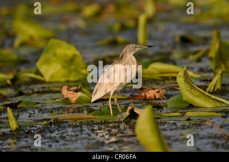 Squacco Heron (ardeola ralloides), Donaudelta, murighiol, Rumänien, Europa Stockfoto