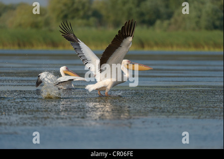Große weiße Pelikane (pelecanus onocrotalus), Donaudelta, murighiol, Rumänien, Europa Stockfoto