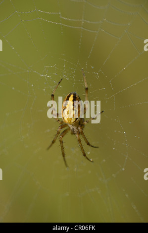 Eiche Spinne (aculepeira Ceropegia syn. araneus ceropegia) in seiner Spinnennetz mit Morgentau, Mountain Road in der Nähe von kosanica Stockfoto