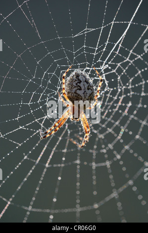 Eiche Spinne (aculepeira Ceropegia syn. araneus ceropegia) in seiner Spinnennetz mit Morgentau, Mountain Road in der Nähe von kosanica Stockfoto