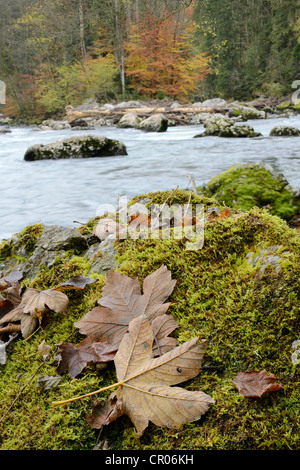 Moosbedeckten Steine am Ufer der Enns, bergregion Gesäuse, Steiermark, Österreich, Europa Stockfoto