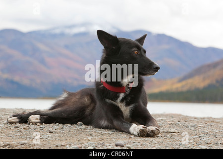 Schlitten, Hund, Rasse Sprint mischen, Langdistanz Hund, Alaskan Husky, ruhenden, Herbst, in der Nähe von Fish Lake, Yukon Territorium, Kanada Stockfoto