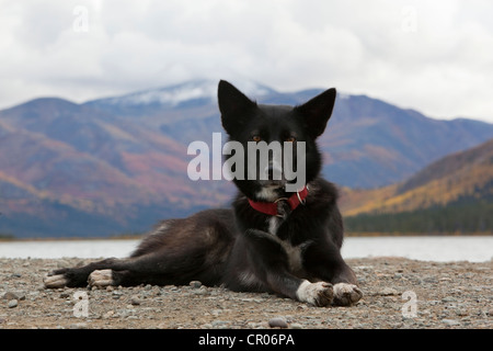 Schlitten, Hund, Rasse Sprint mischen, Langdistanz Hund, Alaskan Husky, ruhenden, Herbst, in der Nähe von Fish Lake, Yukon Territorium, Kanada Stockfoto