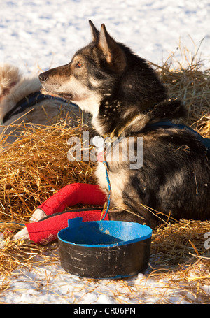 Schlittenhunde, Alaskan Husky, neben Hund Gericht, Handgelenk-Bandagen, Pelly Crossing Checkpoint, Yukon Quest 1, 000-Meile International Schlitten Stockfoto