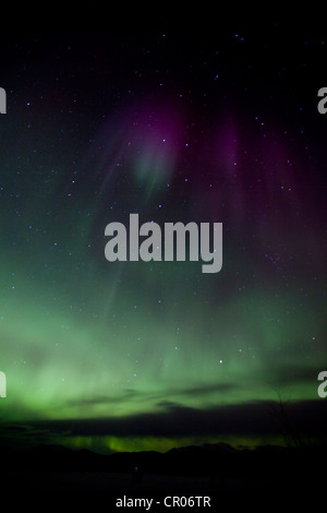 Nördlichen Polarlichter (Aurora Borealis), Vorhänge, grün lila, in der Nähe von Whitehorse, Yukon Territorium, Kanada Stockfoto