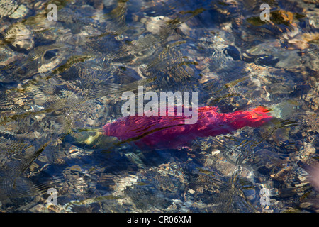 Laichen männlicher Rotlachs (Oncorhynchus Nerka), fish Klukshu River, am historischen Klukshu First Nation camp Stockfoto