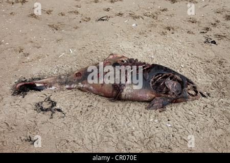 Überreste eines Delphins (möglicherweise ein Hafen Schweinswal Phocoena Phocoena) angespült Rhossili Strand Gower Wales UK Stockfoto