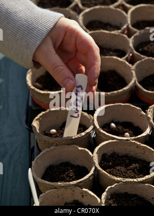 Pflanzen und Samen in kleine Töpfe abbaubar Kennzeichnung. Bild zeigt ein Kind Hand hält eine Pflanze Label gekennzeichnet Lupinen Stockfoto