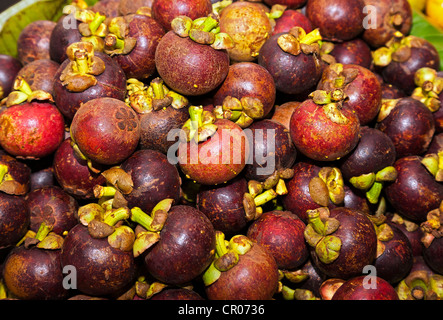 Lila Mangostan (Garcinia Mangostana), Markt in der Markt-Hallen, Singaraja, Nord Bali, Bali, Indonesien, Südostasien Stockfoto