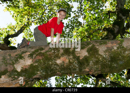 Junge klettern einen Laubbaum Stockfoto