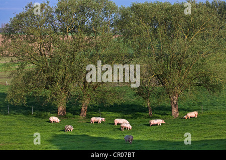 Hausschweine (Sus Domesticus / Sus Scrofa Domesticus) Weiden im Bereich zwischen Bäumen, Belgien Stockfoto