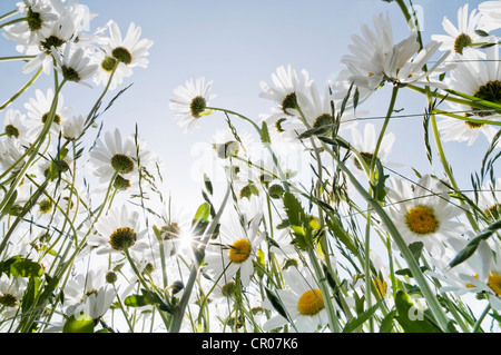 Margeriten (Leucanthemum Vulgare) Stockfoto