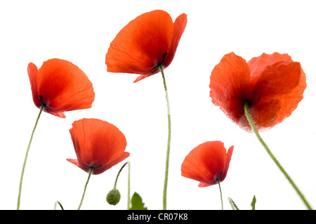Mohn (Papaver Rhoeas) Stockfoto