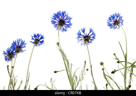 Kornblumen (Centaurea Cyanus) Stockfoto