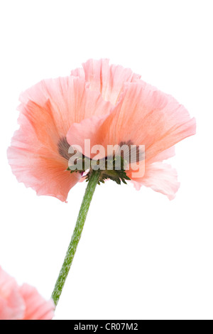 Schlafmohn (Papaver Somniferum) Stockfoto