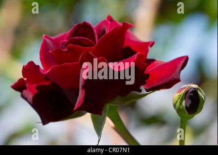 Teerose rot Hybrid (Rosa), Etoile de Hollande Stockfoto