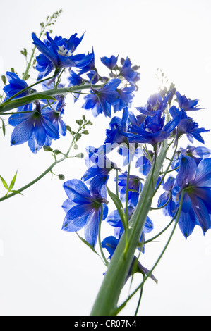 Rittersporn (Delphinium) Stockfoto