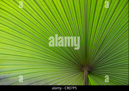 Kalifornien Washingtonia, nördlichen Washingtonia, California Fan Pal (Washingtonia Filifera), Palme Wedel Stockfoto